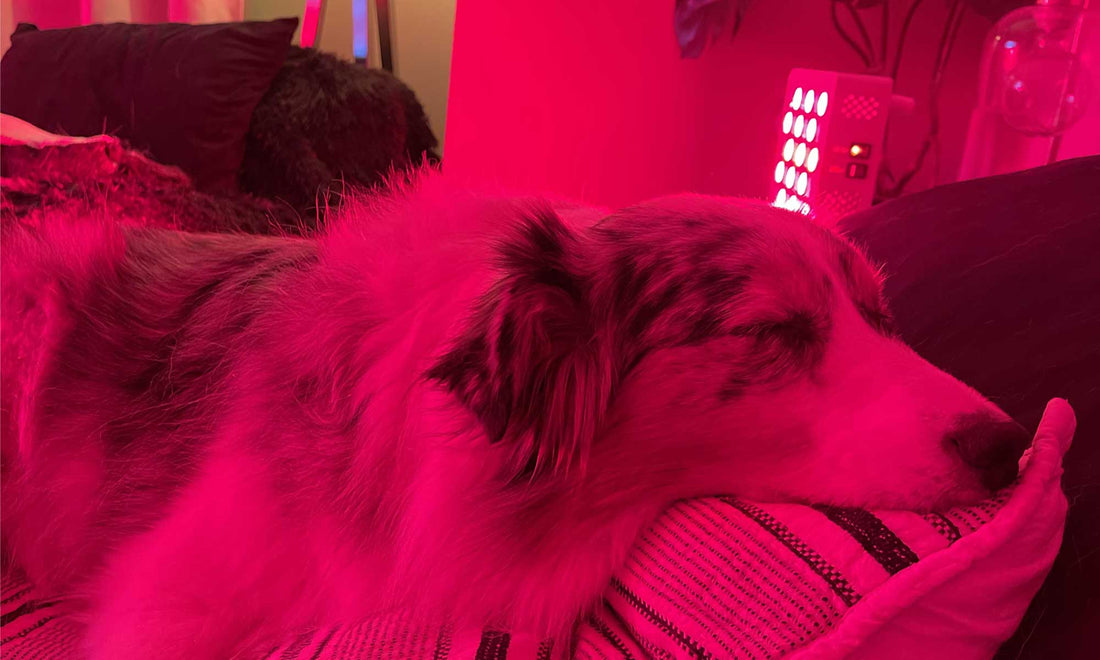Red Light Therapy for Pets