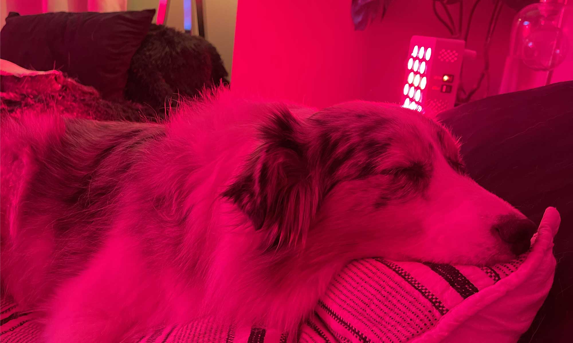 Red Light Therapy for Pets