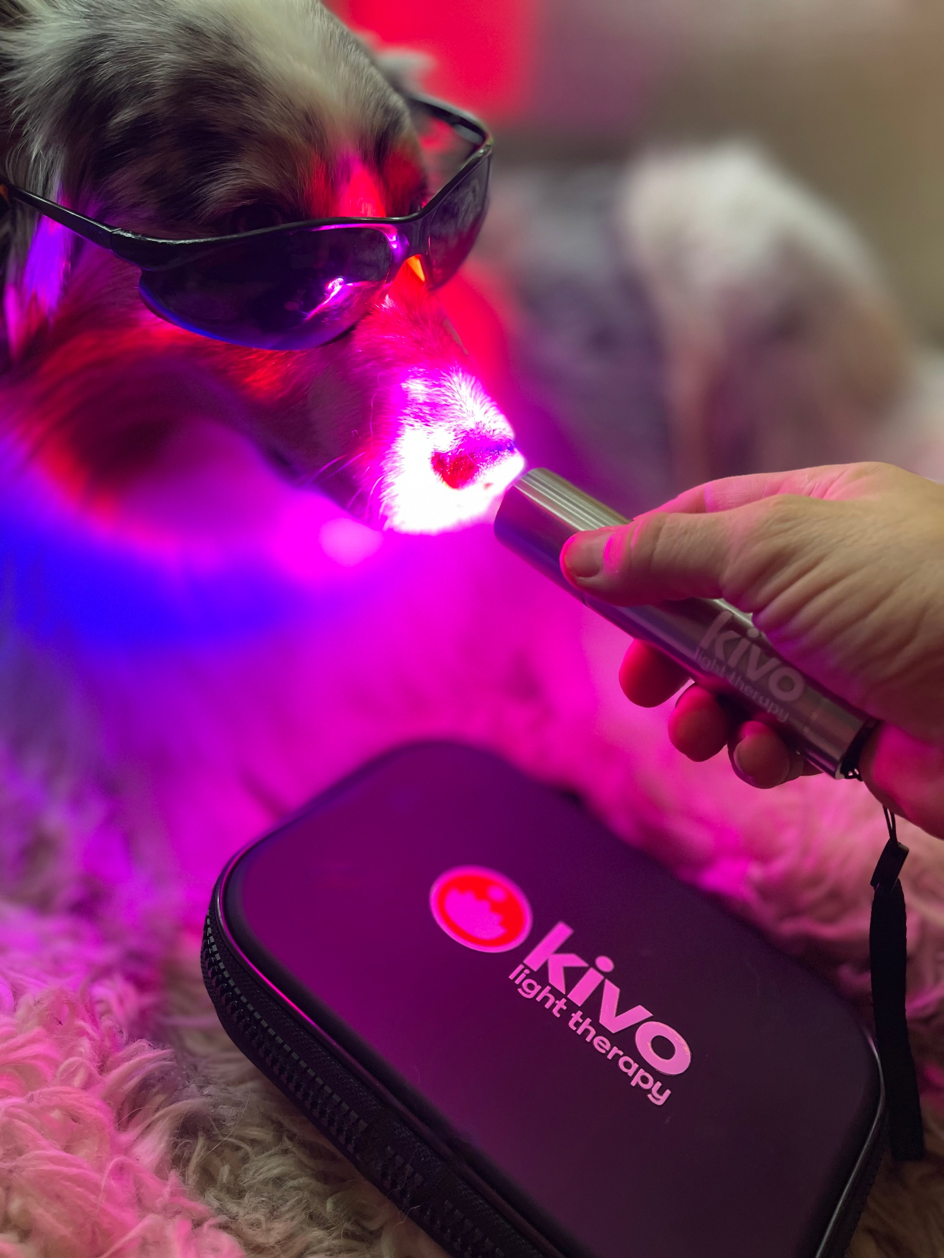 Blue and Red Light Therapy for dogs