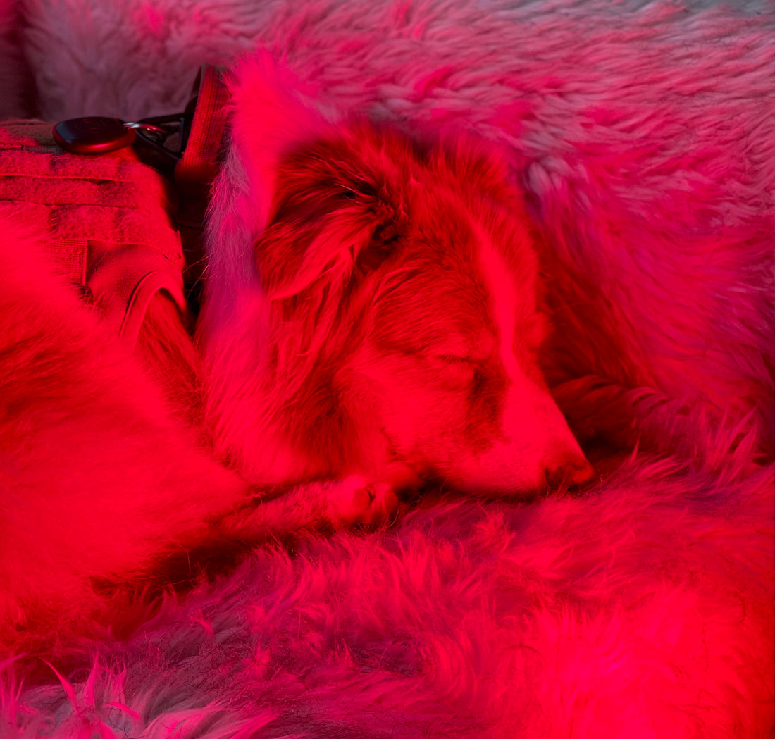 Red Light Therapy for Pets
