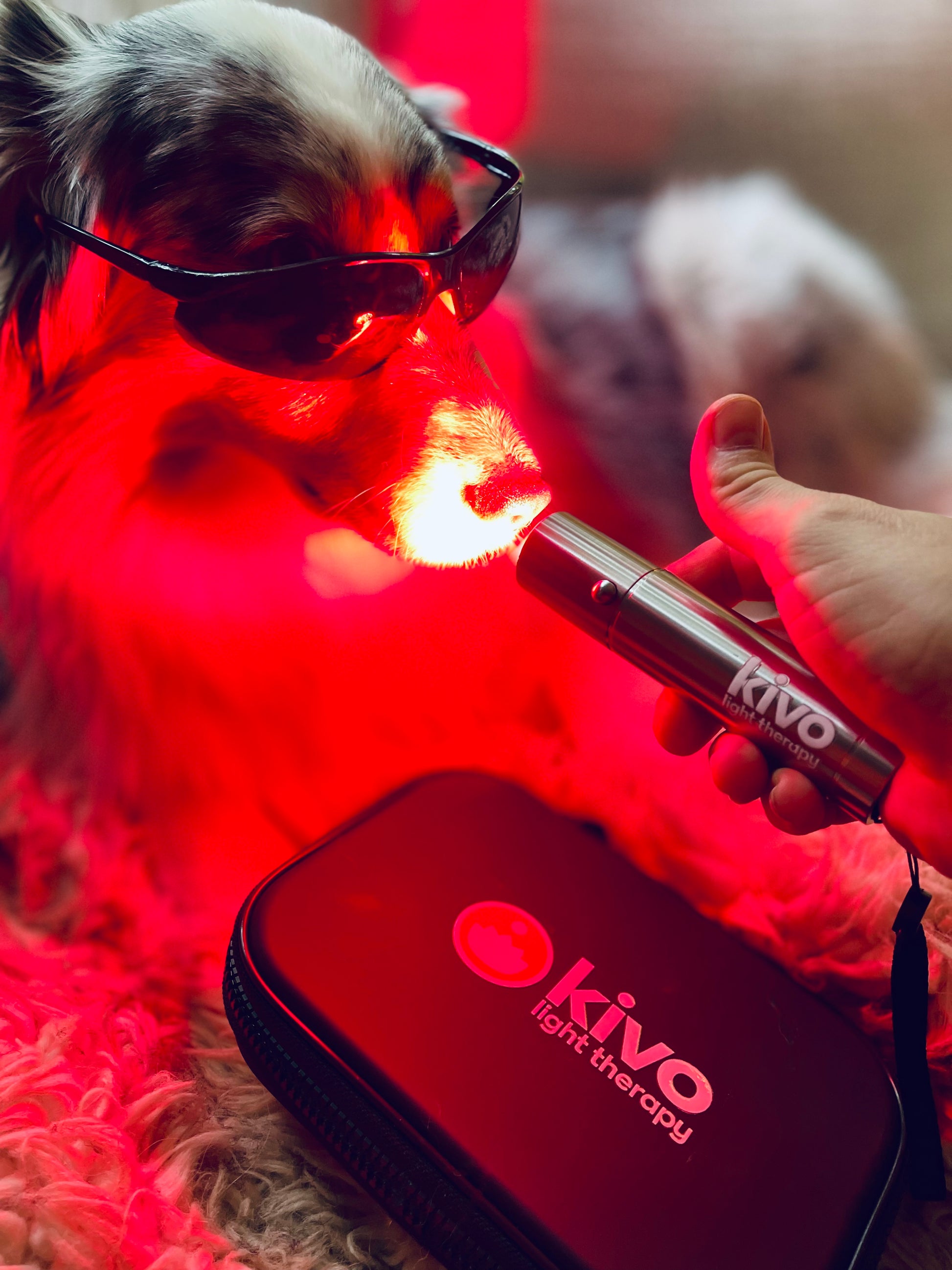 red light therapy for dogs