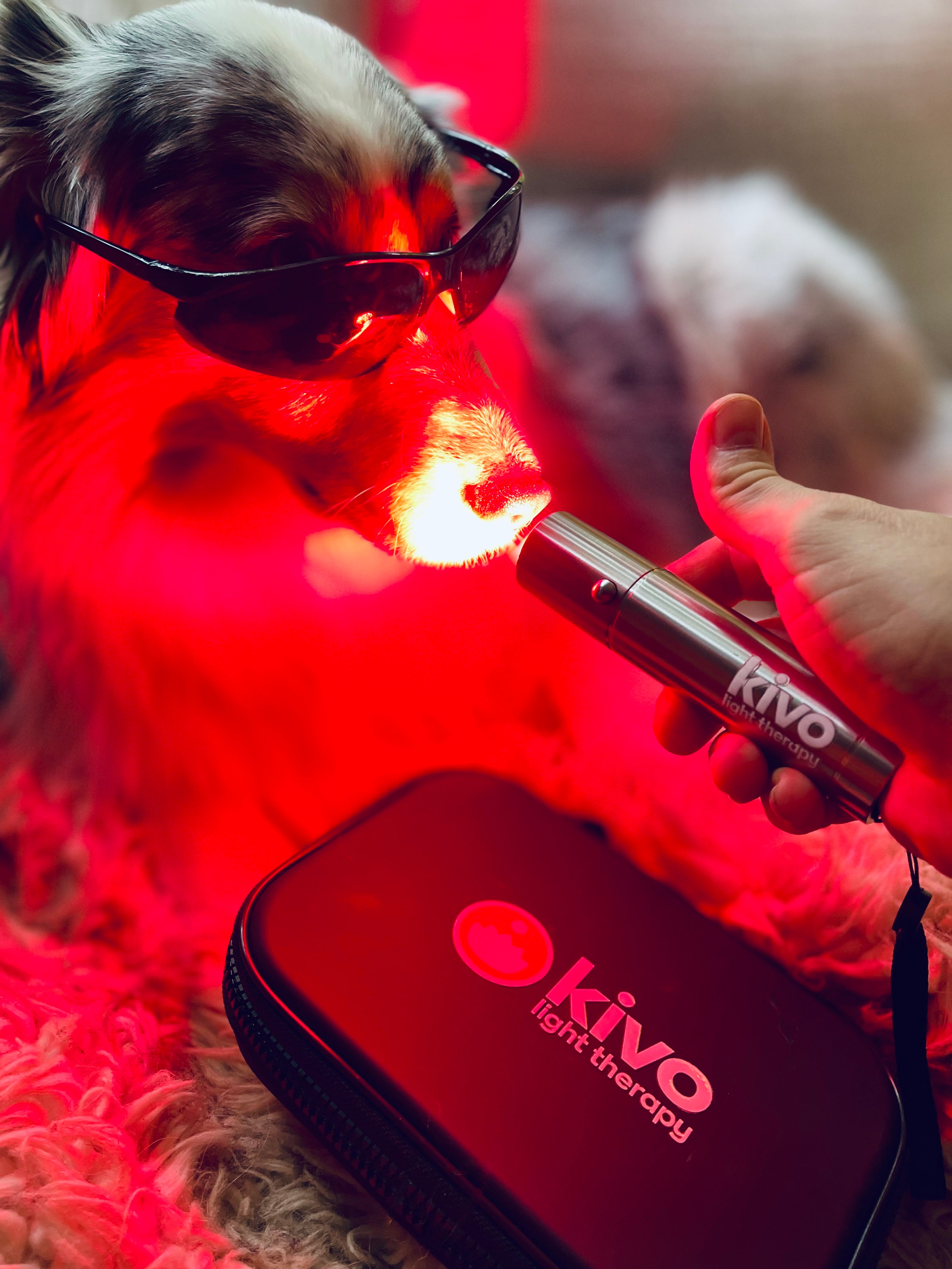 red light therapy for dogs